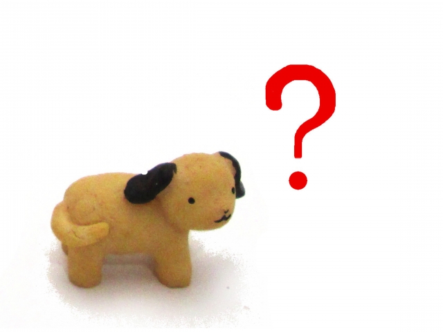 犬の年齢の数え方を調べて、人間で言うと何歳??見なきゃよかったと思った件